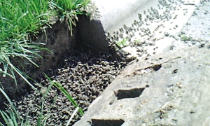 南京万只小蛤蟆集体逃亡 专家称与地震无关